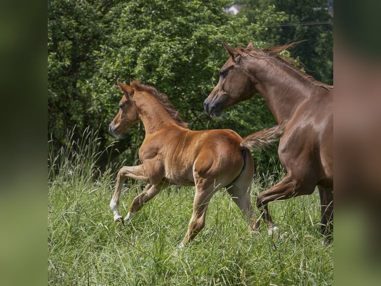 Arabian horses Stallion 1 year 15,1 hh Grey in Gem&#xFC;nden (Felda)