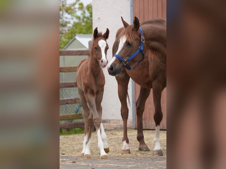 Arabian horses Stallion 1 year 15,1 hh Grey in Gem&#xFC;nden (Felda)