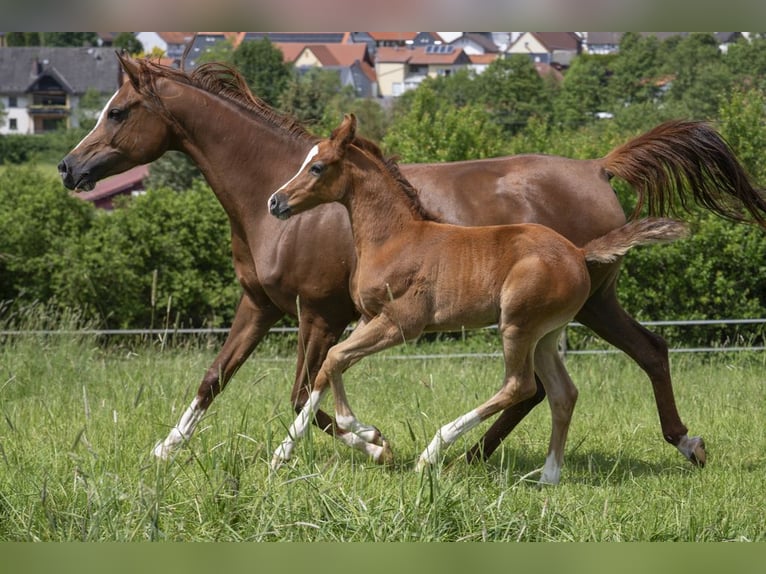 Arabian horses Stallion 1 year 15,1 hh Grey in Gem&#xFC;nden (Felda)
