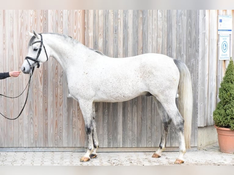 Arabian horses Stallion 1 year 15,1 hh Grey in Gem&#xFC;nden (Felda)