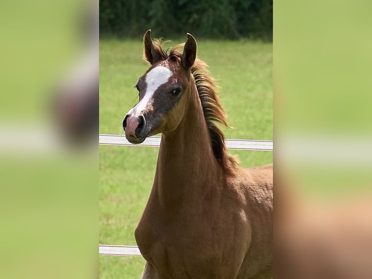 Arabian horses Stallion 1 year 15,1 hh Grey in Gem&#xFC;nden (Felda)