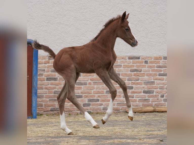 Arabian horses Stallion 1 year 15,1 hh Grey in Gem&#xFC;nden (Felda)