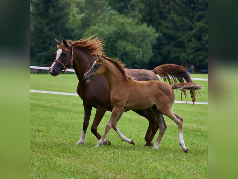 Arabian horses Stallion 1 year 15,1 hh Grey in Gem&#xFC;nden (Felda)