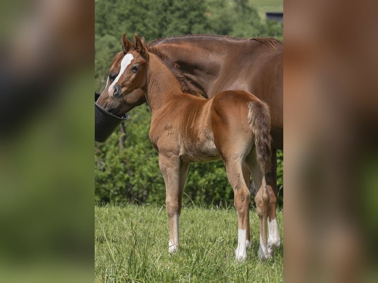 Arabian horses Stallion 1 year 15,1 hh Grey in Gem&#xFC;nden (Felda)