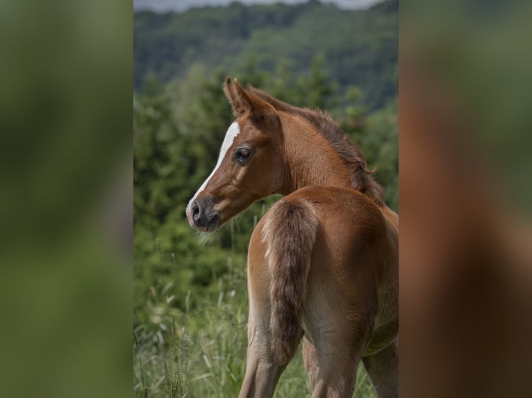 Arabian horses Stallion 1 year 15,1 hh Grey in Gem&#xFC;nden (Felda)