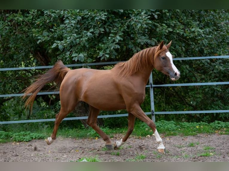 Arabian horses Stallion 1 year 15,1 hh Grey in Gem&#xFC;nden (Felda)