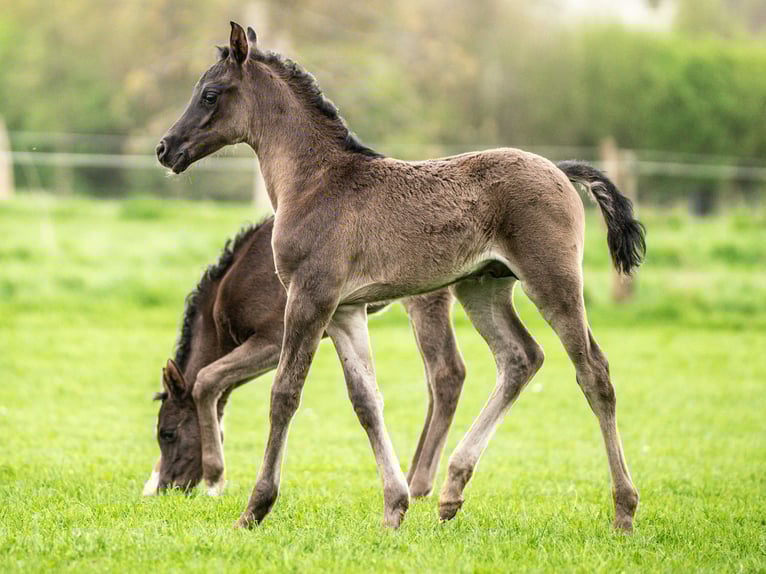 Arabian horses Stallion 1 year 15,1 hh in Herzberg am Harz