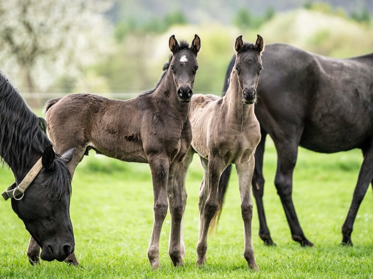 Arabian horses Stallion 1 year 15,1 hh in Herzberg am Harz