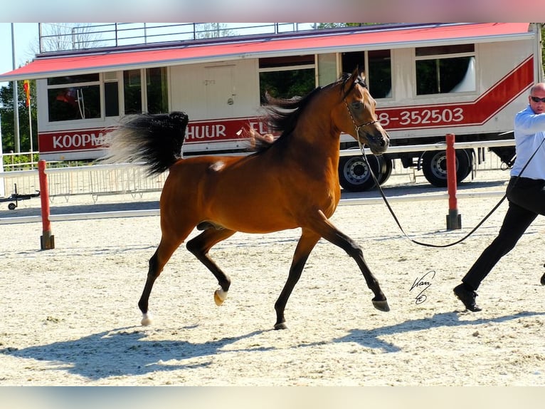 Arabian horses Stallion 1 year 15,1 hh in M&#xF6;rsdorf