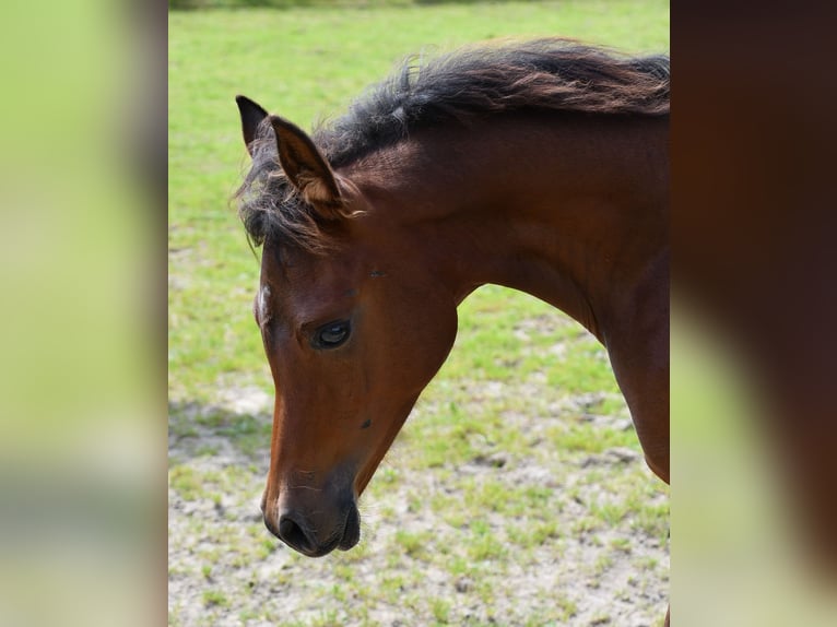 Arabian horses Stallion 1 year 15,1 hh in M&#xF6;rsdorf