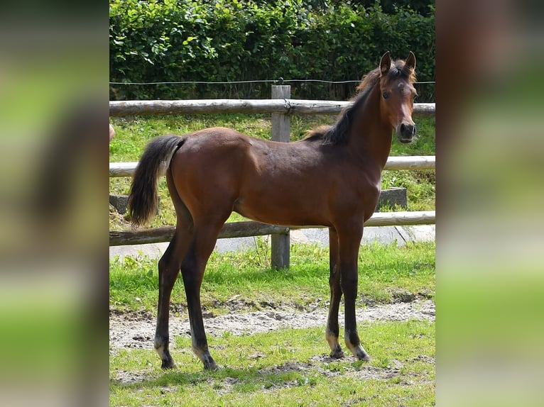 Arabian horses Stallion 1 year 15,1 hh in M&#xF6;rsdorf