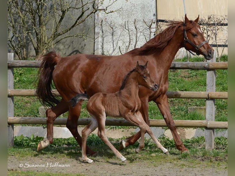 Arabian horses Stallion 1 year 15,1 hh in M&#xF6;rsdorf