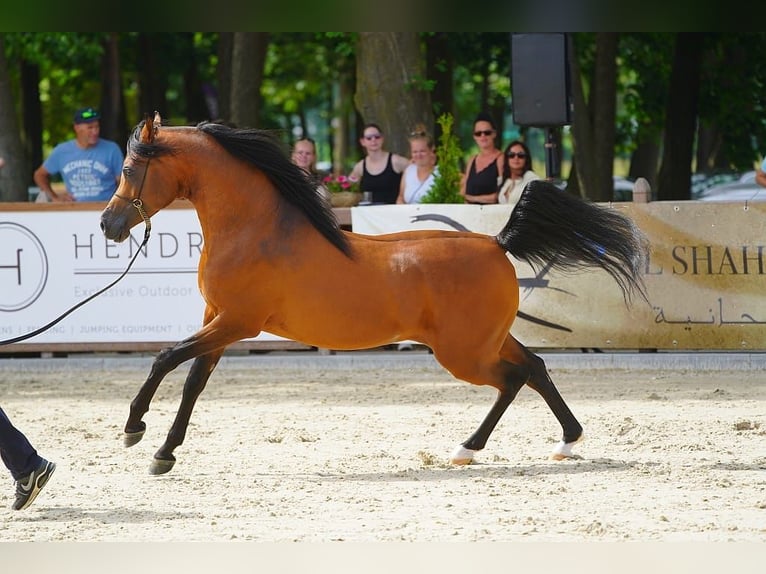 Arabian horses Stallion 1 year 15,1 hh in M&#xF6;rsdorf