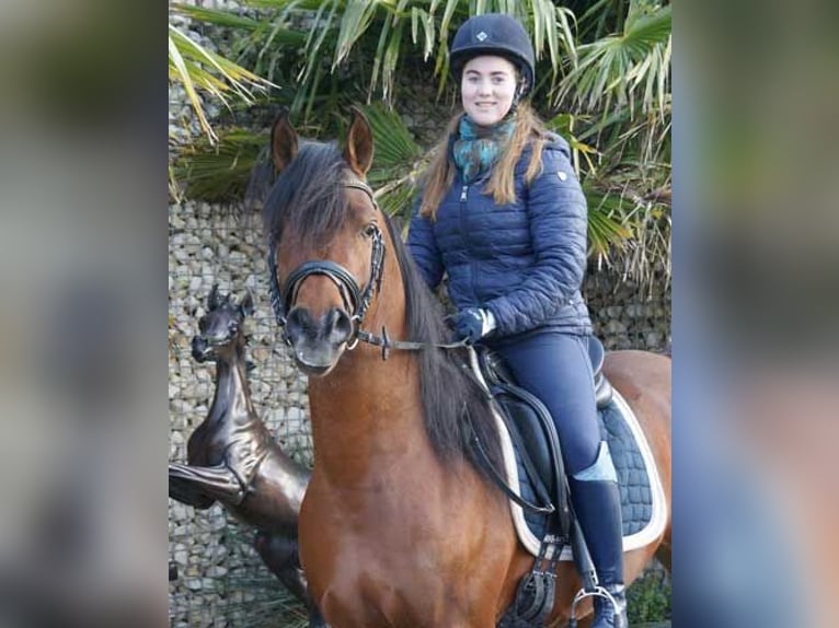 Arabian horses Stallion 1 year 15,1 hh in M&#xF6;rsdorf