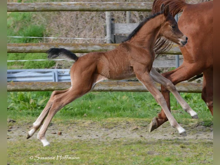 Arabian horses Stallion 1 year 15,1 hh in M&#xF6;rsdorf