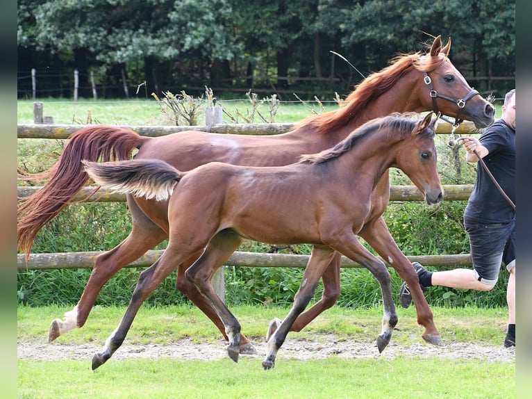 Arabian horses Stallion 1 year 15,1 hh in M&#xF6;rsdorf