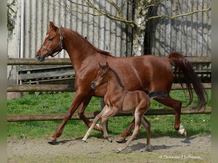 Arabian horses Stallion 1 year 15,1 hh in M&#xF6;rsdorf