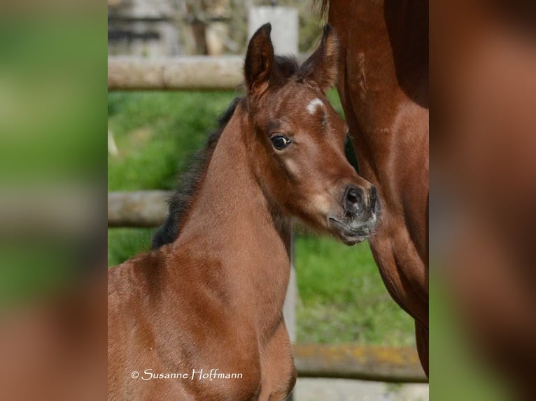 Arabian horses Stallion 1 year 15,1 hh in M&#xF6;rsdorf