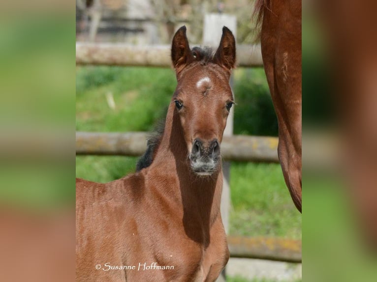 Arabian horses Stallion 1 year 15,1 hh in M&#xF6;rsdorf