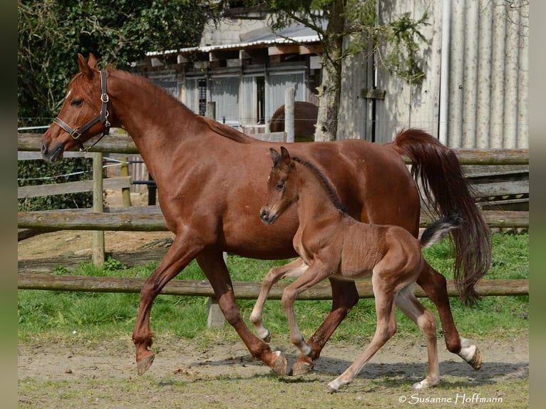 Arabian horses Stallion 1 year 15,1 hh in M&#xF6;rsdorf