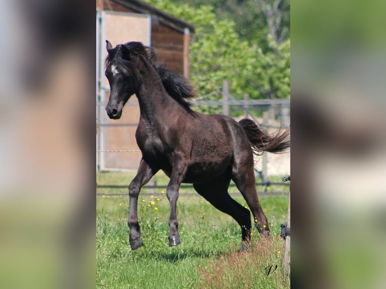 Arabian horses Stallion 1 year 15,2 hh Black in Périgueux