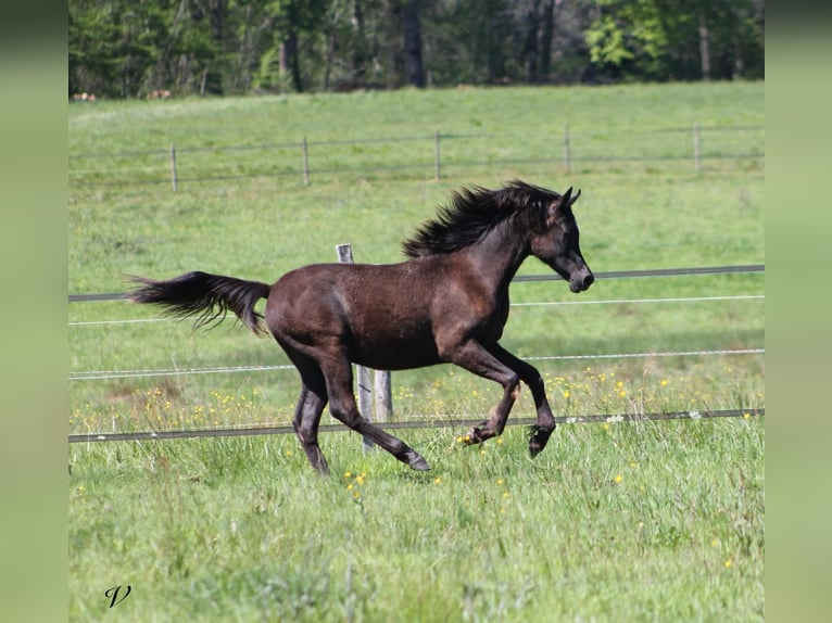 Arabian horses Stallion 1 year 15,2 hh Black in Périgueux