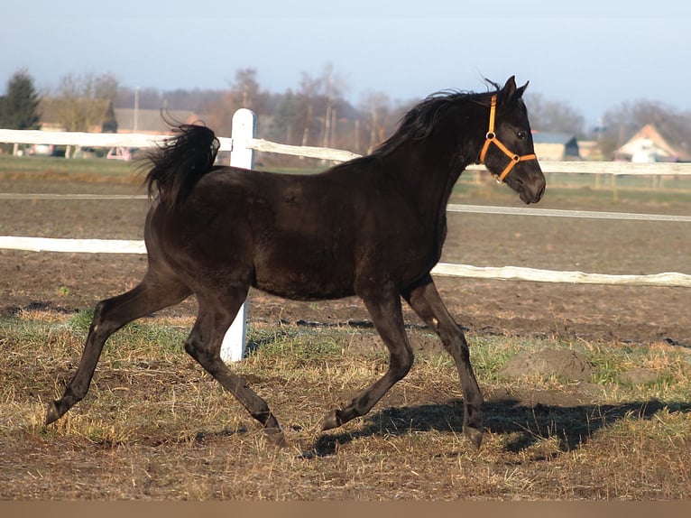 Arabian horses Stallion 1 year 15,2 hh Black in Santok