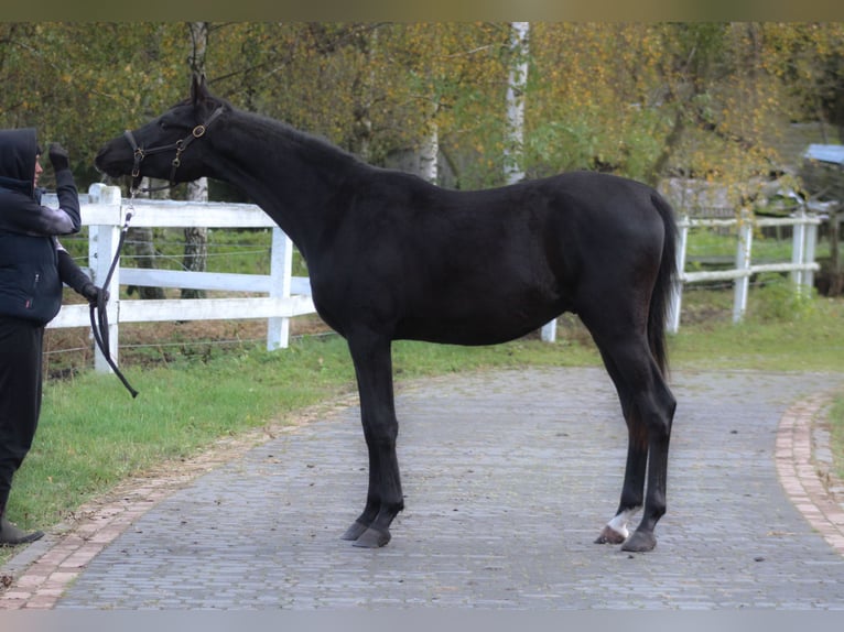 Arabian horses Stallion 1 year 15,2 hh Black in Santok