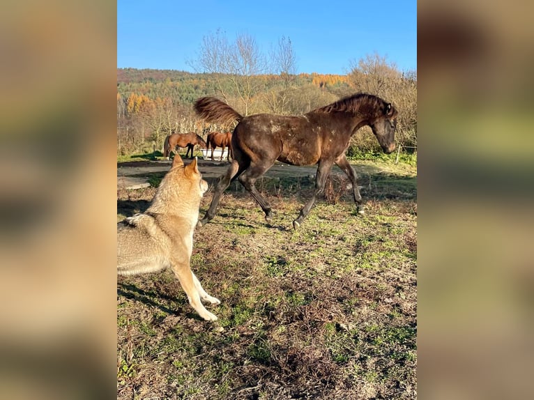 Arabian horses Stallion 1 year Bay-Dark in Slovakia