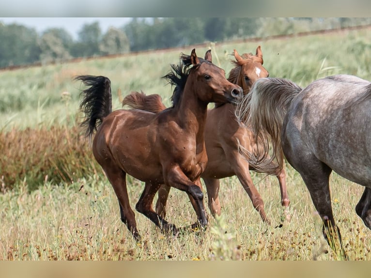 Arabian horses Stallion 1 year Bay-Dark in Zaandam