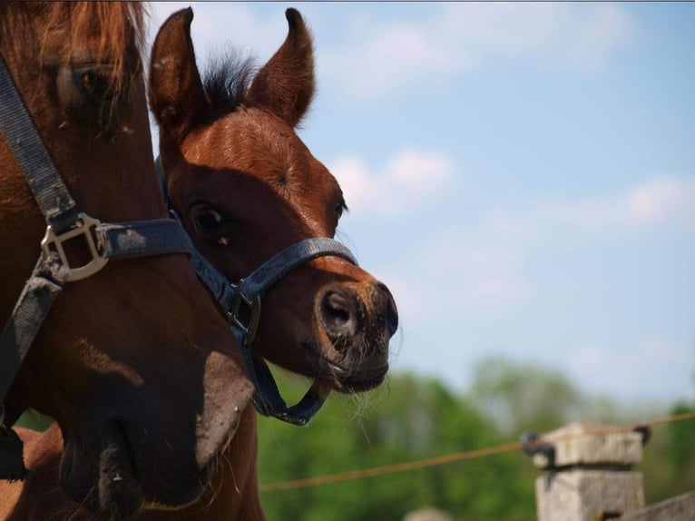 Arabian horses Stallion 1 year Bay-Dark in Zaandam