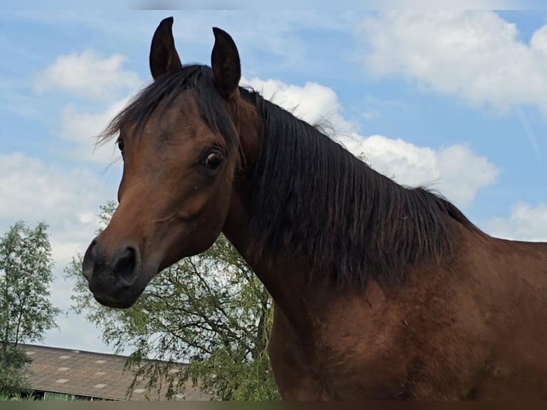 Arabian horses Stallion 1 year Bay-Dark in Zaandam