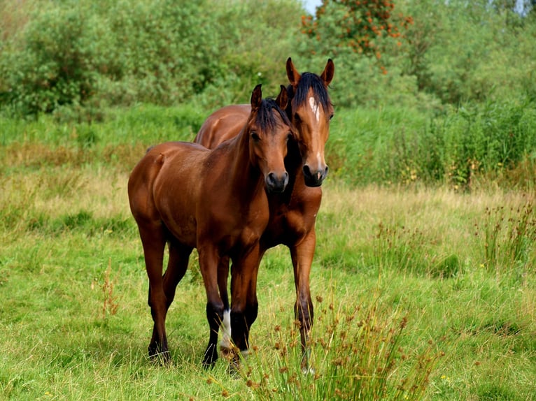 Arabian horses Stallion 1 year Bay-Dark in Zaandam