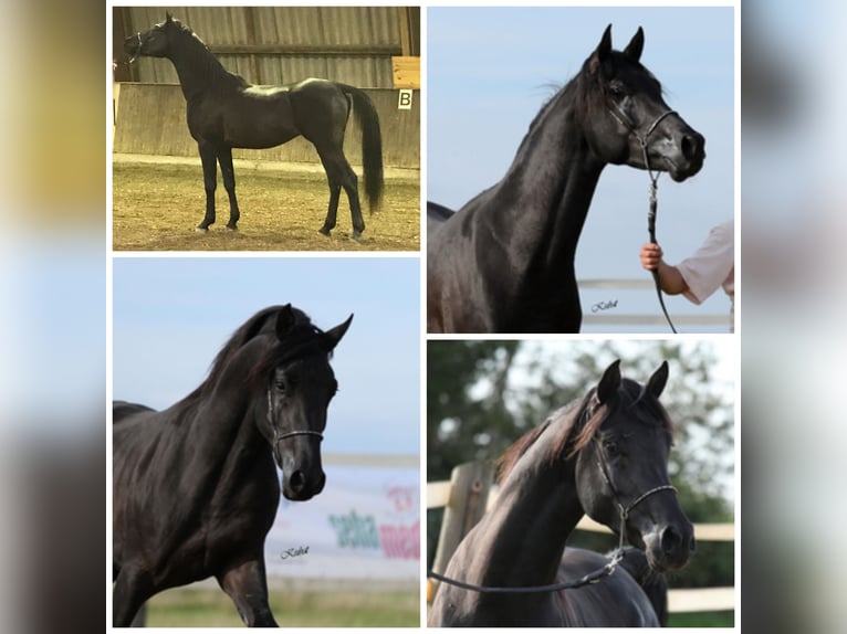 Arabian horses Stallion 1 year Black in Todtnau