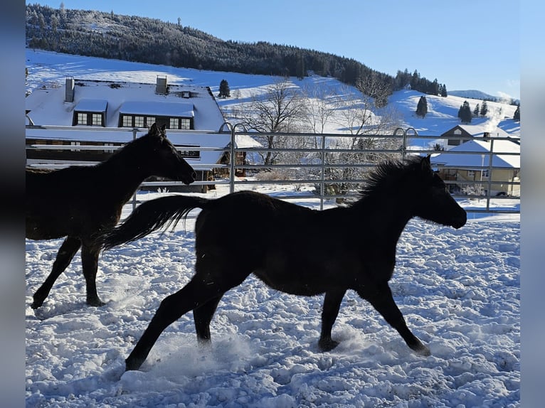 Arabian horses Stallion 1 year Black in Todtnau