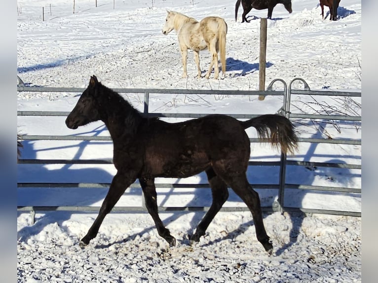 Arabian horses Stallion 1 year Black in Todtnau