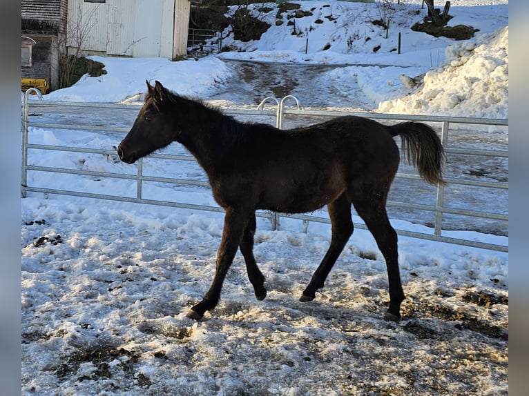 Arabian horses Stallion 1 year Black in Todtnau