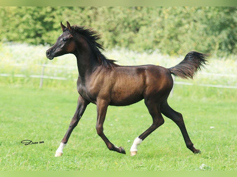Arabian horses Stallion 1 year Black in Ried im Traunkreis