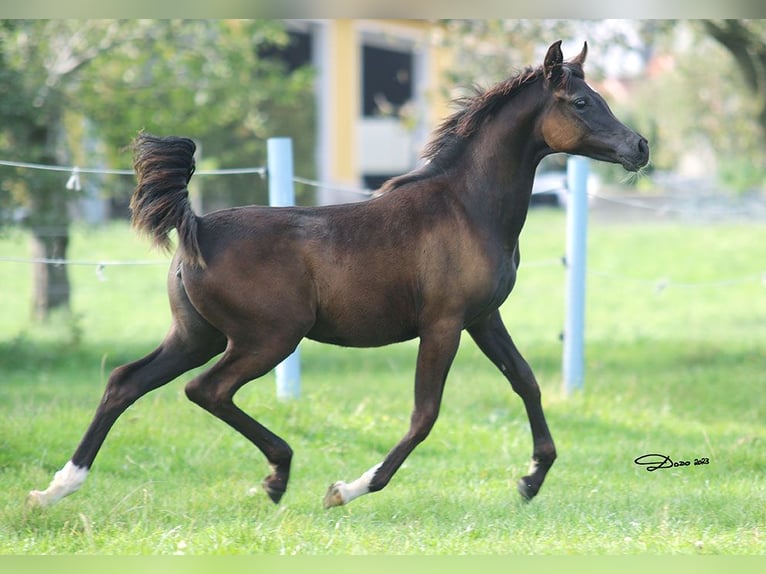 Arabian horses Stallion 1 year Black in Ried im Traunkreis
