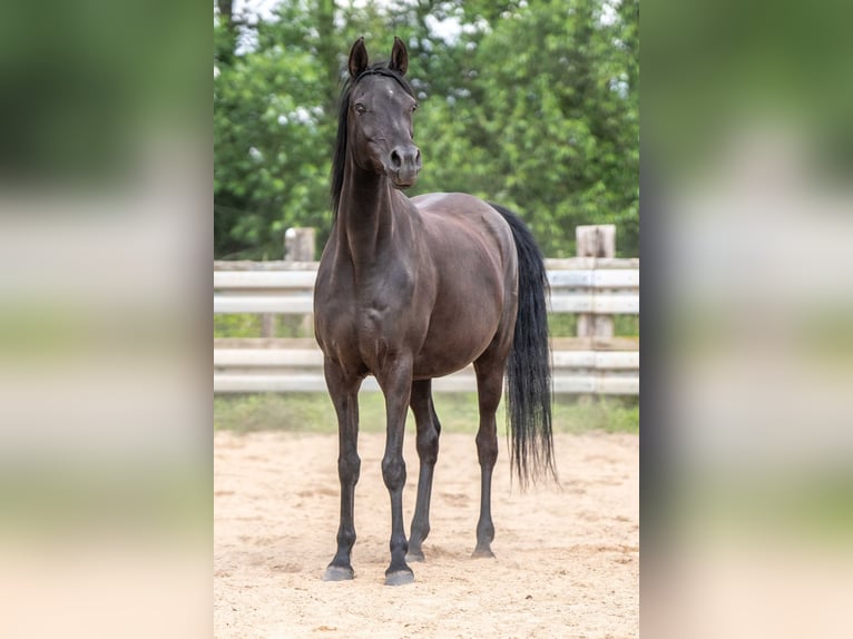 Arabian horses Stallion 1 year Black in Herzberg am Harz
