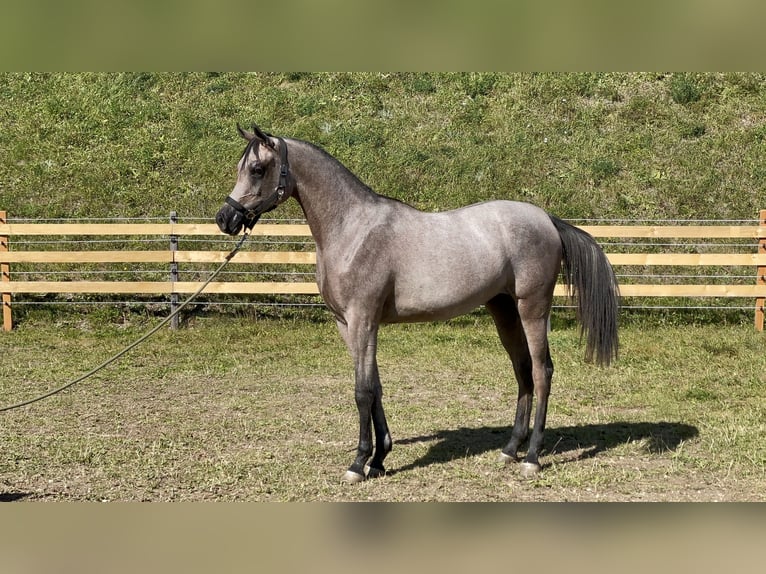 Arabian horses Stallion 1 year  in Steinach