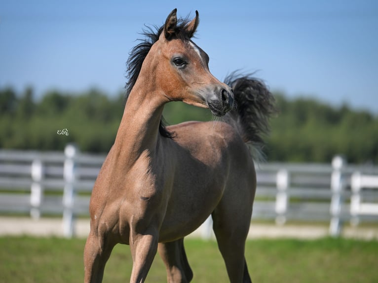 Arabian horses Stallion 1 year  in Wola Rzędzińska