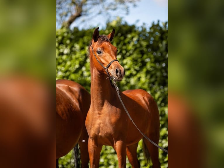 Arabian horses Stallion 1 year Brown in Pilisvörösvár
