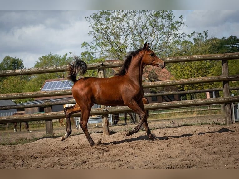 Arabian horses Stallion 1 year Brown in Pilisvörösvár