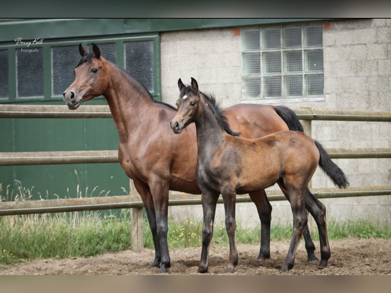 Arabian horses Stallion 1 year Brown in Pilisvörösvár