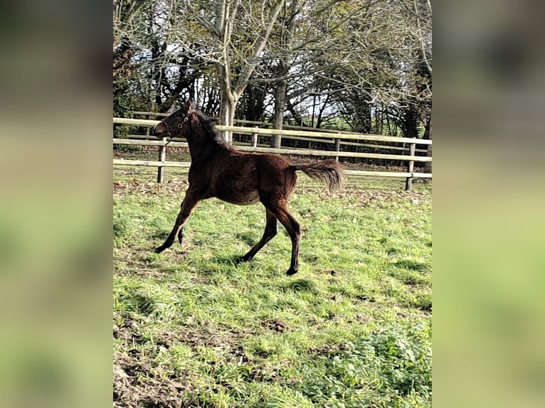 Arabian horses Stallion 1 year Brown in Brullemail