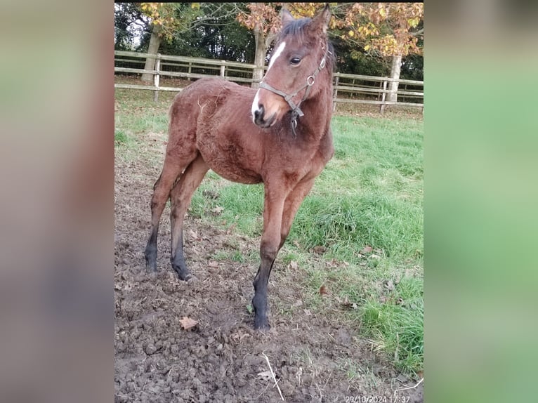 Arabian horses Stallion 1 year Brown in Brullemail