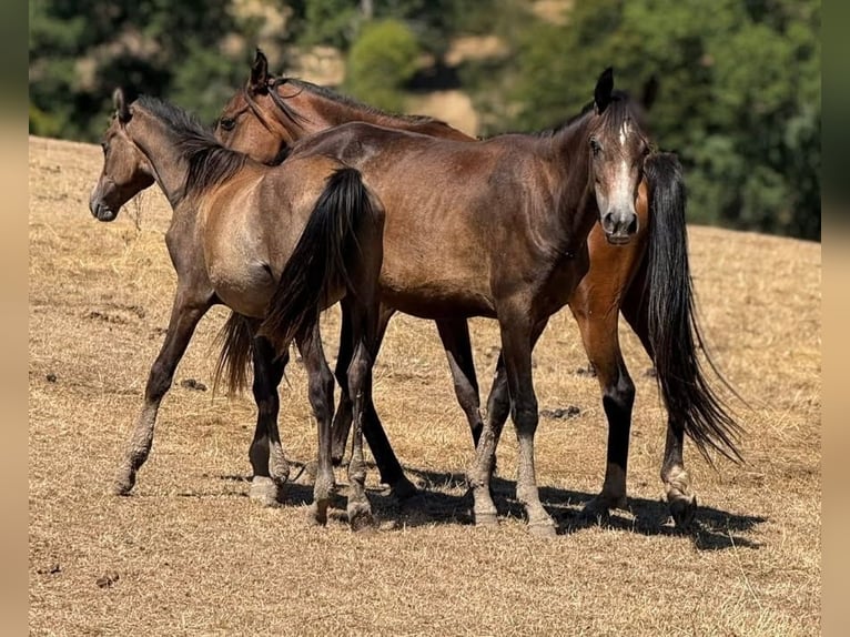 Arabian horses Stallion 1 year Brown in Biriatou