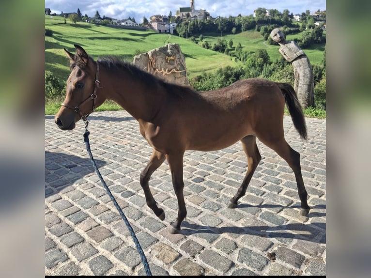 Arabian horses Stallion 1 year Brown in Völs am Schlern