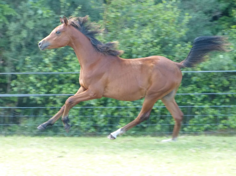 Arabian horses Stallion 1 year Brown-Light in Punthorst
